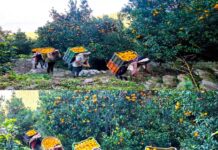 तनहुँ को सुन्तला बिक्रीका लागि बजारतर्फ लगिँदै 🍊 :-